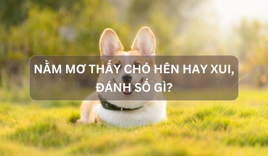 Chó trắng đang yêu giấc mơ
