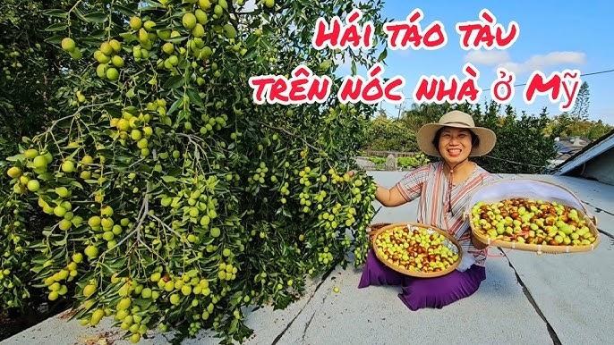 Hái táo chín trong vườn
