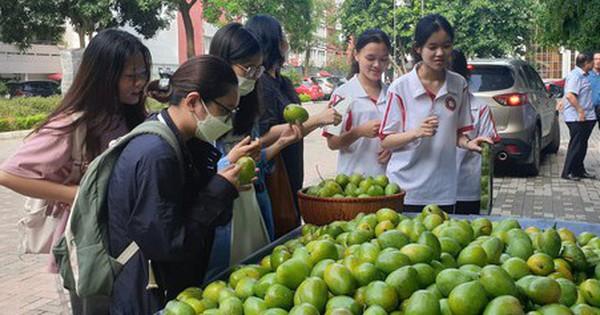Hái xoài xanh trên cây