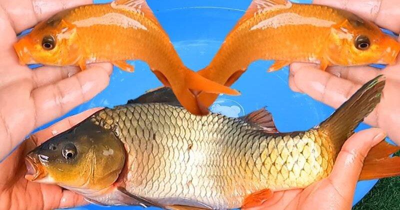 Nằm mơ thấy cá chép vàng