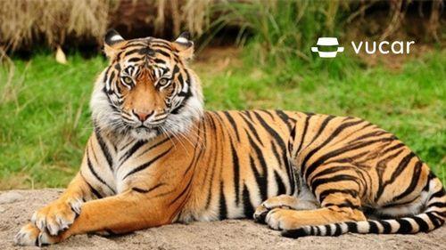 Nằm mơ thấy hổ con đáng yêu
