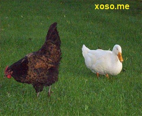 Xây nhà mới trong mơ: Điềm báo may mắn và thành công